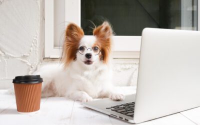 Should You Allow Pets In The Workplace?